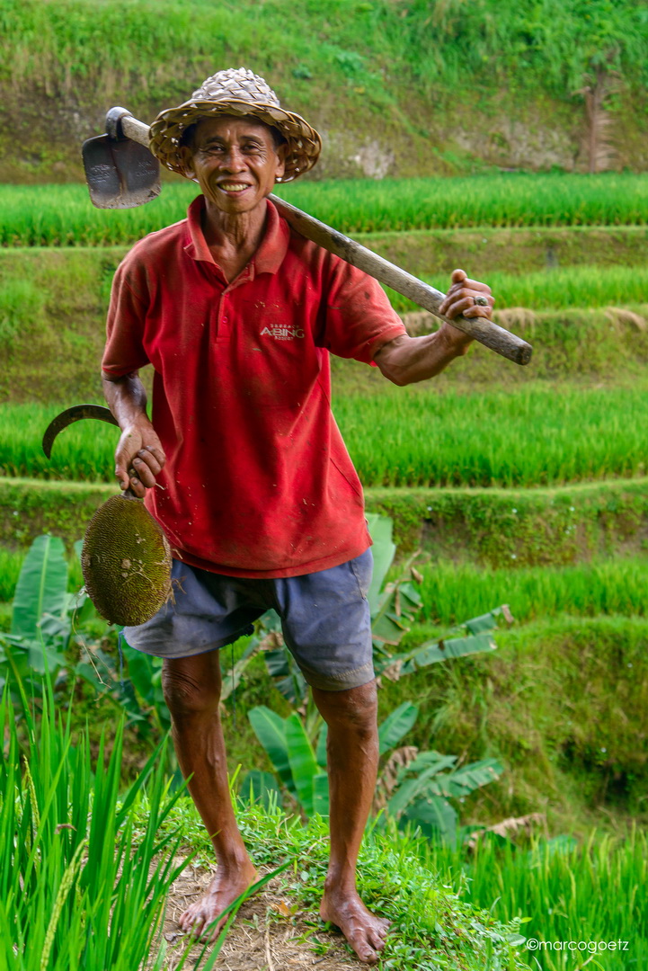 RICE FARM WORKER BALI INDONESIA