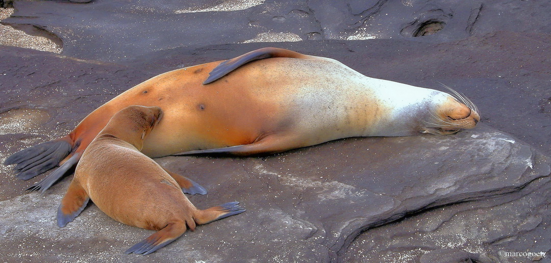 OHRENROBBE MIT BABY GALAPAGOS EQUADOR