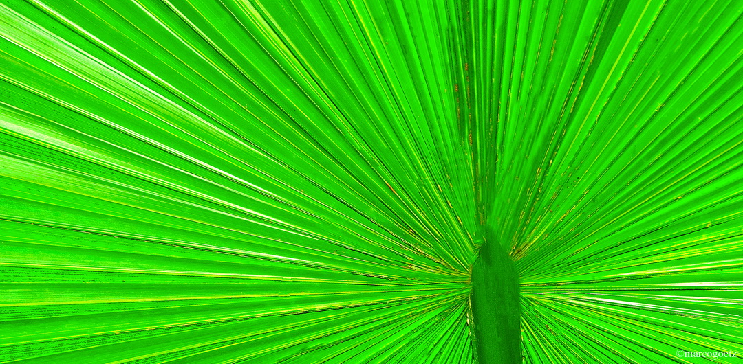 PALME BLATT COSTA RICA