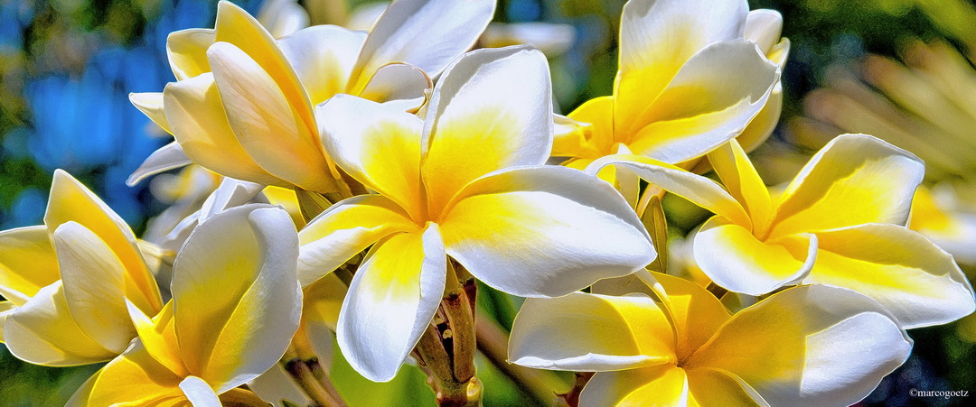 PLUMERIA BLUMEN LAHAINA HAWAII