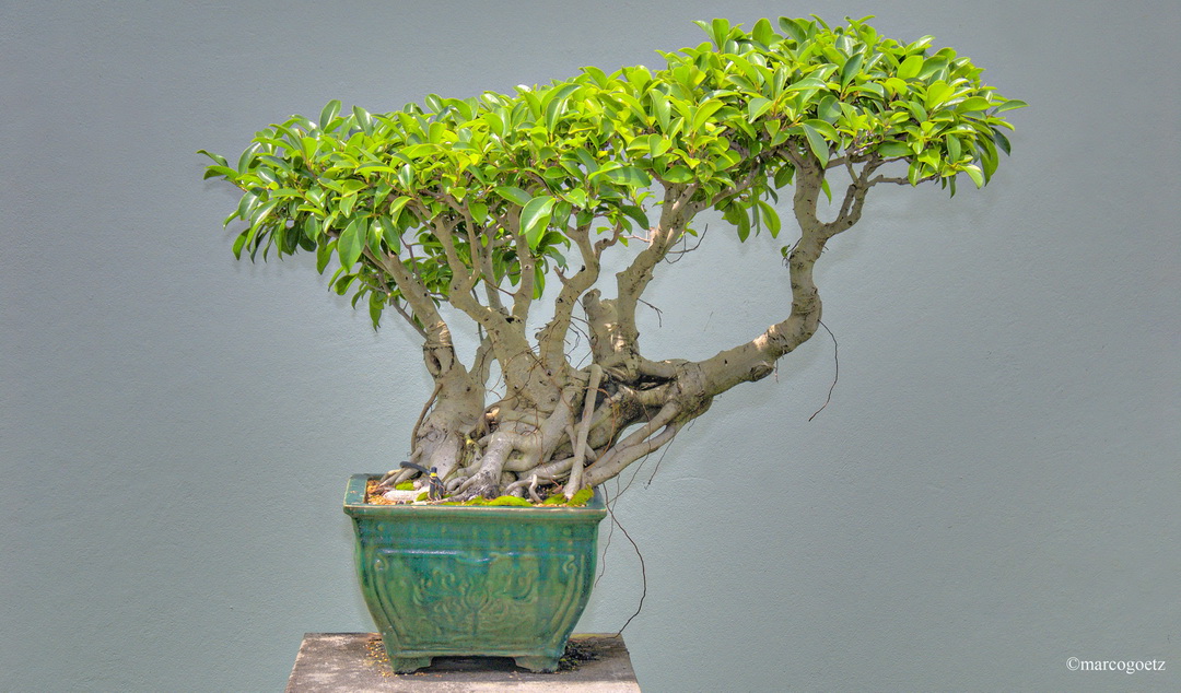 BONSAI TREE SYDNEY AUSTRALIA