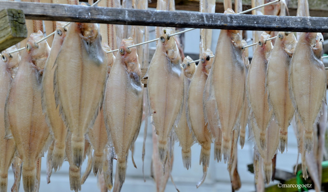 FISH MARKET BUSAN SOUTH KOREA