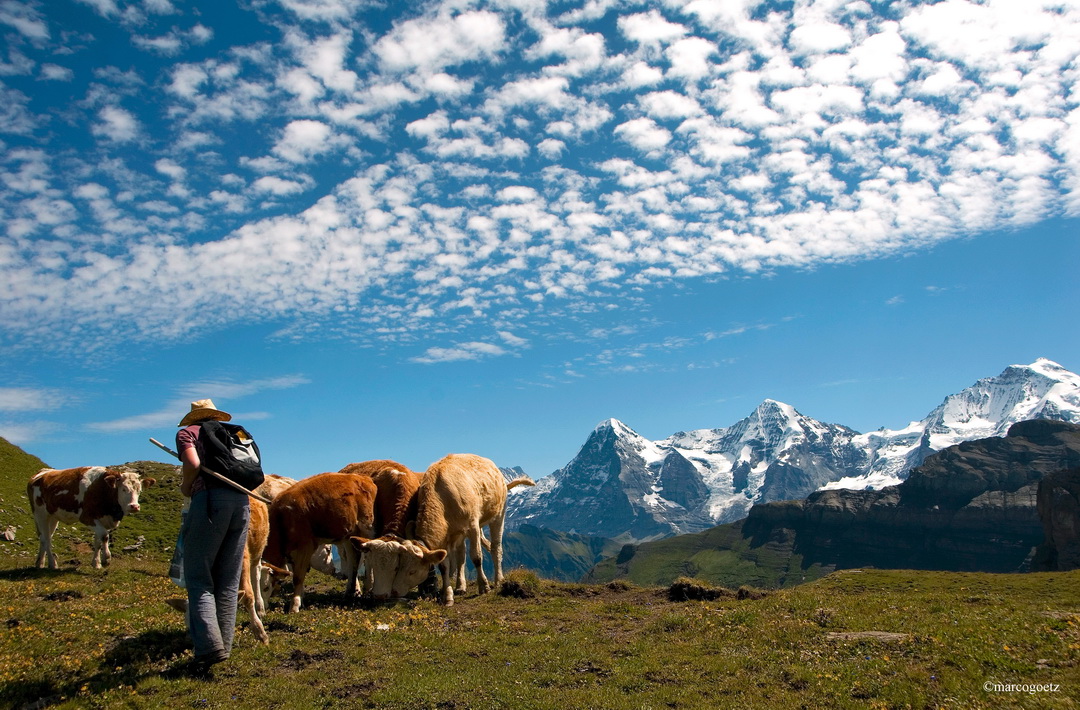 KUEHE EIGER MOENCH JUNGFRAU BERNER OBERLAND SWITZERLAND