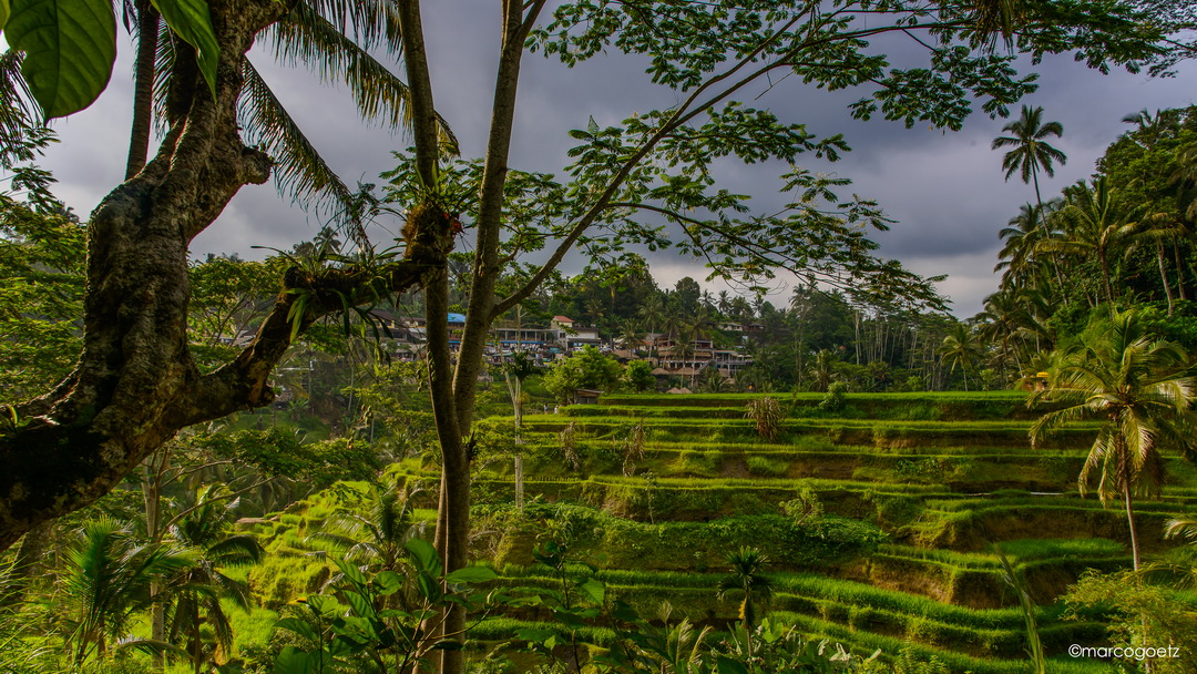 RICE FIELDS BALI INDONESIA