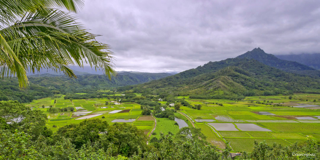 TARO FELDER KAUAI HAWAII