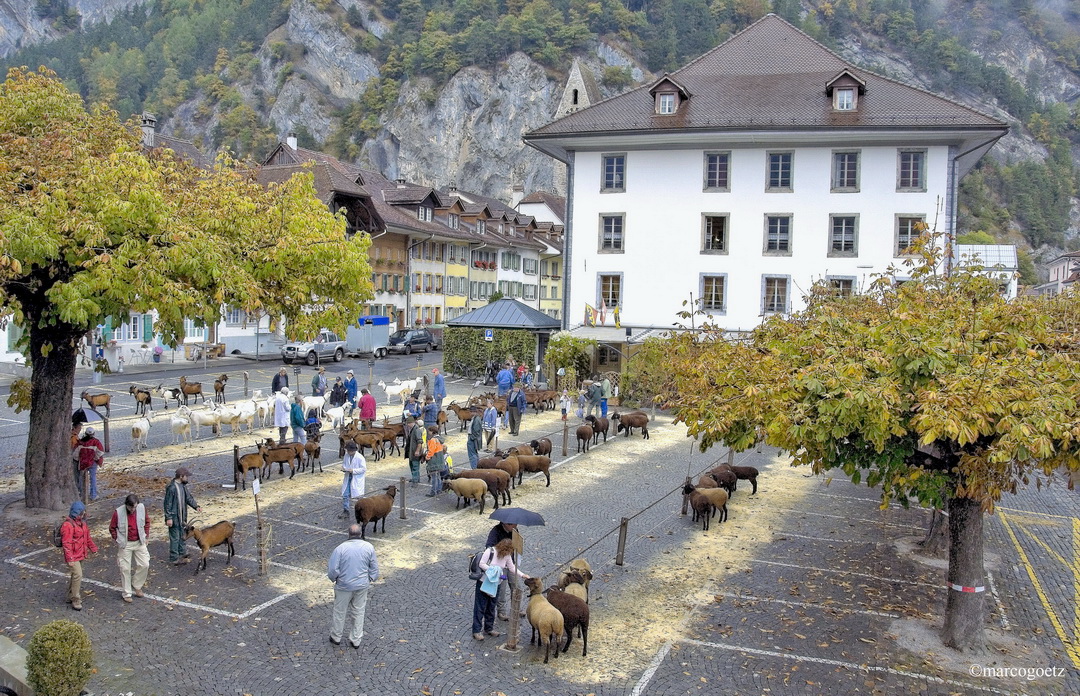 VIEHSCHAU STADTHAUSPLATZ UNTERSEEN