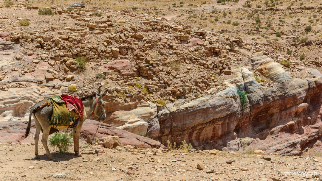 BEDOUINS DONKEY PETRA JORDAN