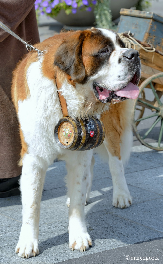 BERNHARDINER HUND INTERLAKEN SWITZERLAND