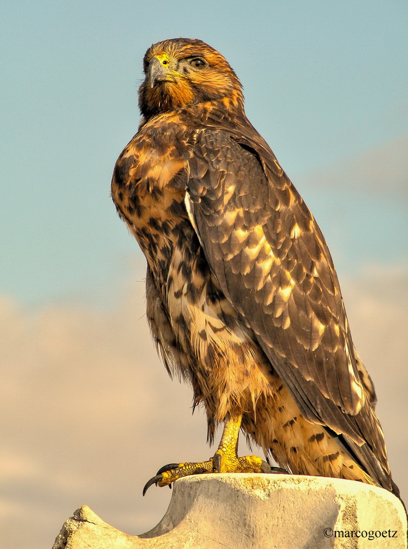 BUSSARD GALAPAGOS EQUADOR