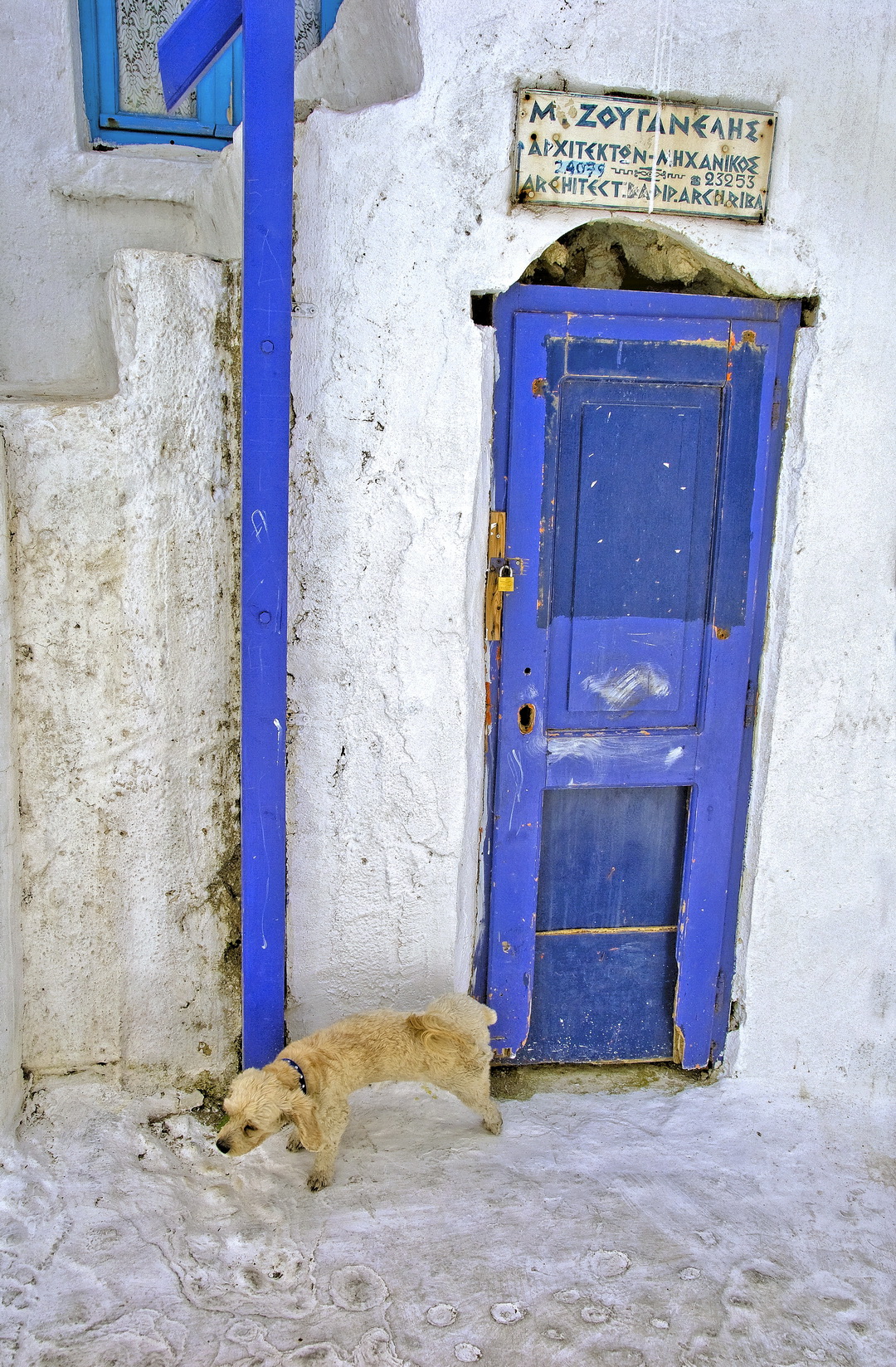 HUND MYKONOS GRIECHENLAND