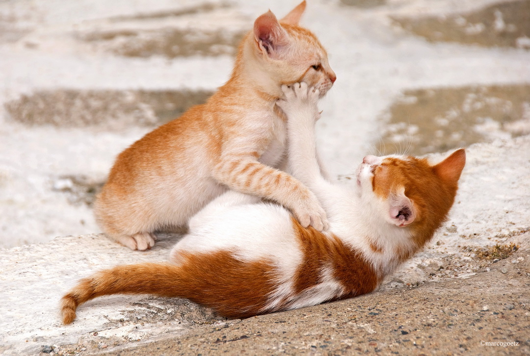 KATZEN MYKONOS GRIECHENLAND