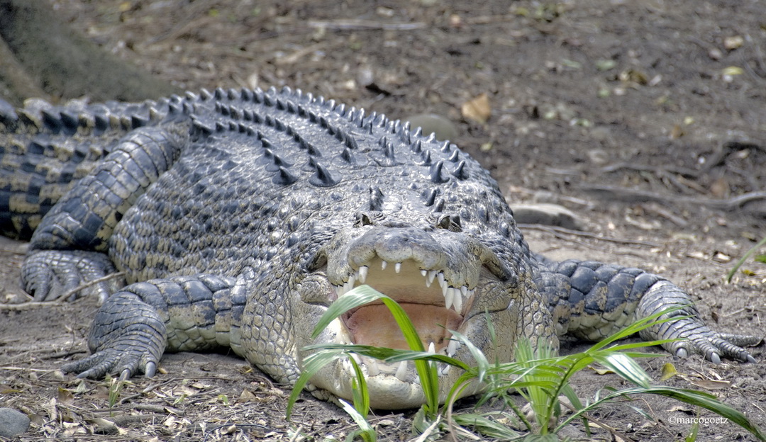 KROKODIL SYDNEY AUSTRALIEN