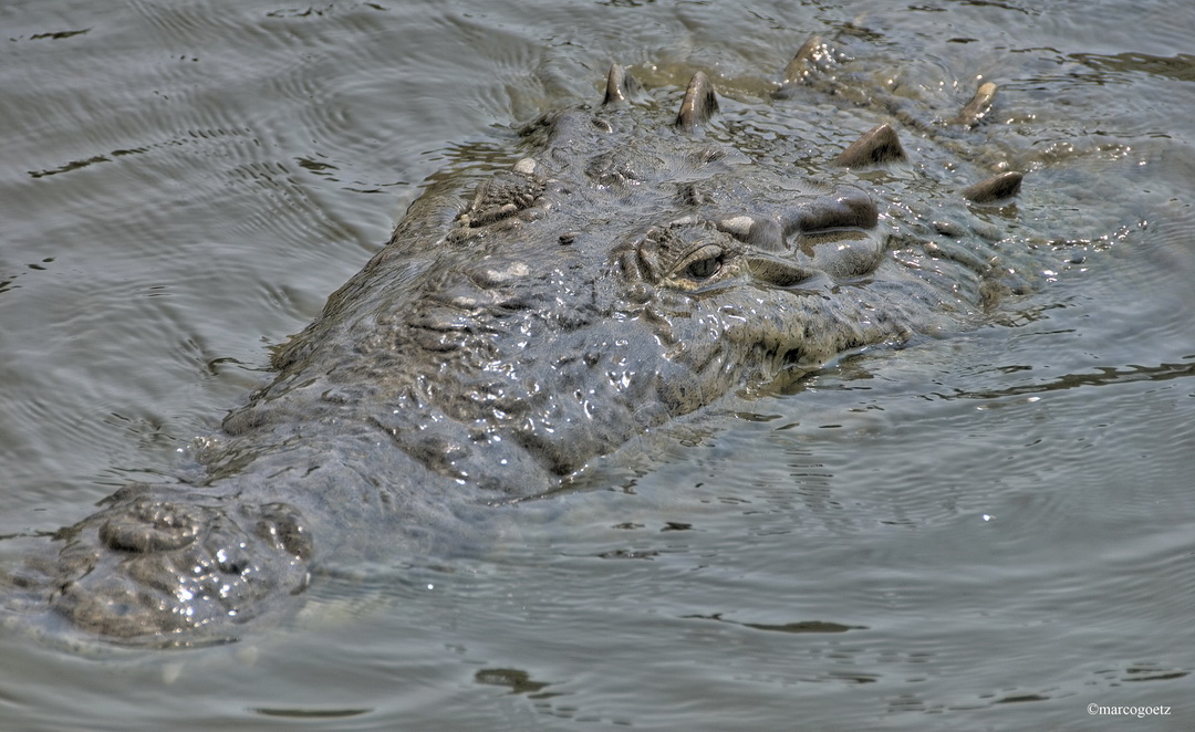 KROKODIL TARCOLES FLUSS COSTA RICA