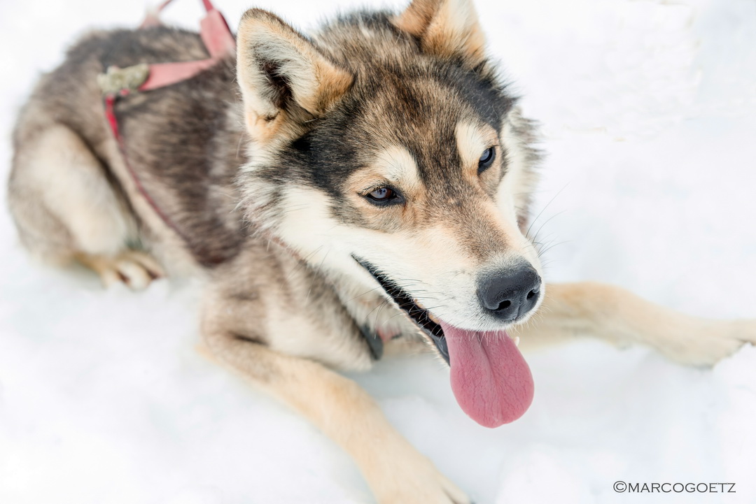 LEAD DOG JUNEAU ICEFIELD ALASKA