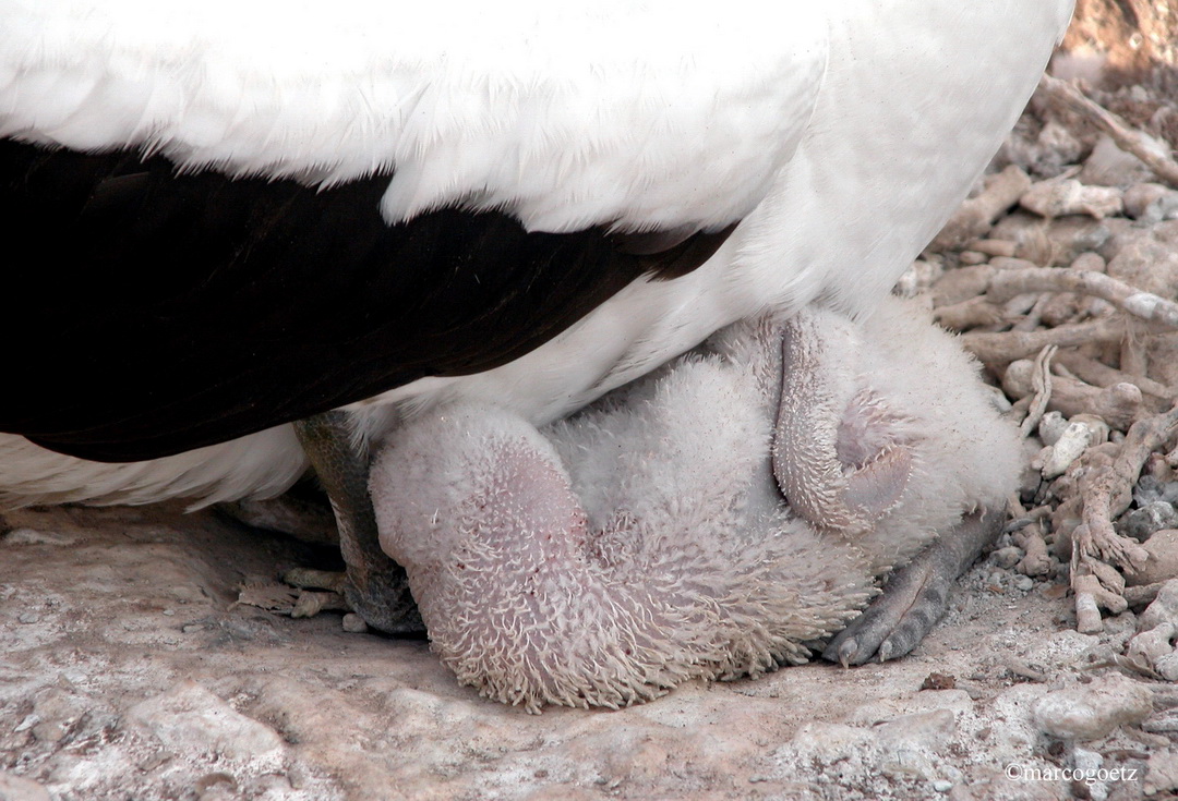 MASKENTOELPEL MIT BABY GALAPAGOS EQUADOR