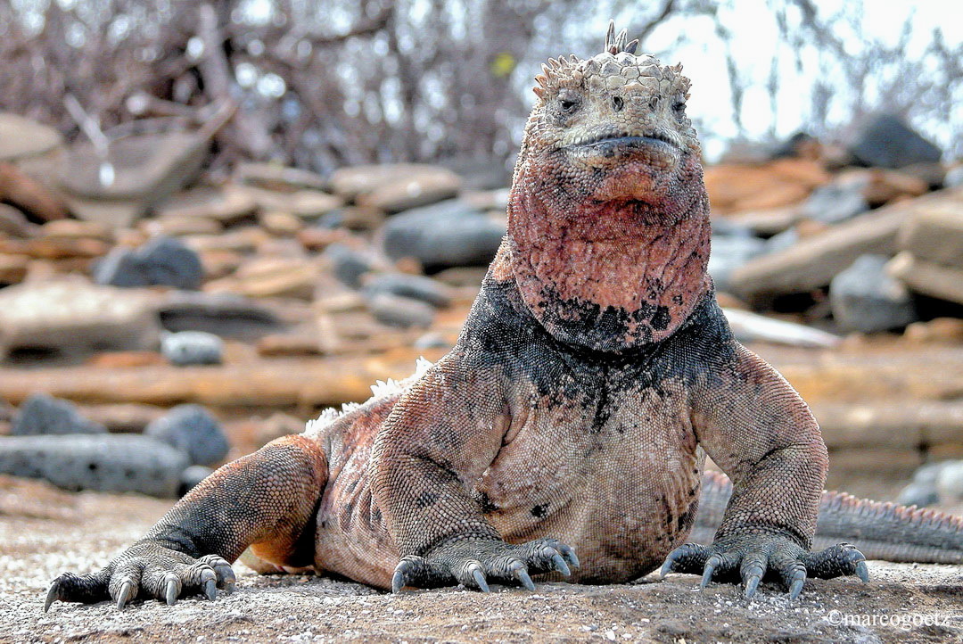 MEERECHSE GALAPAGOS EQUADOR