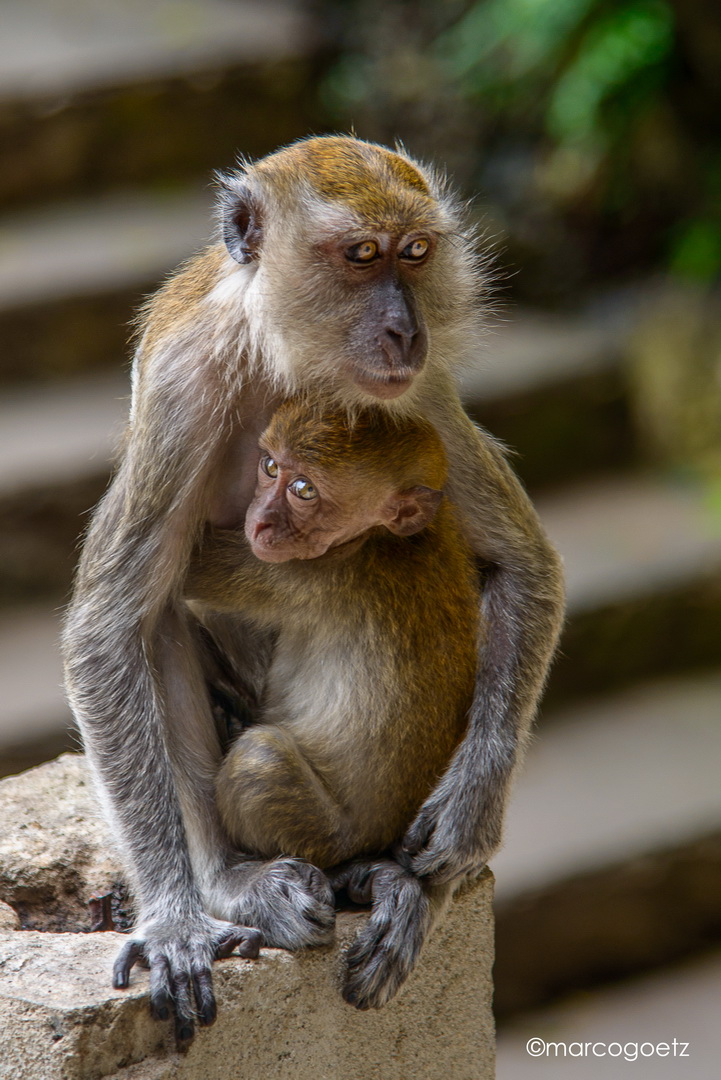 MONKEYS BATU CAVES KUALA LUMPUR