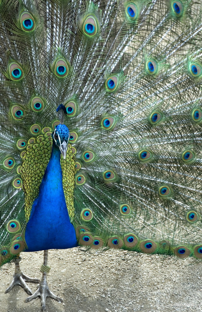 PFAU SYDNEY AUSTRALIEN