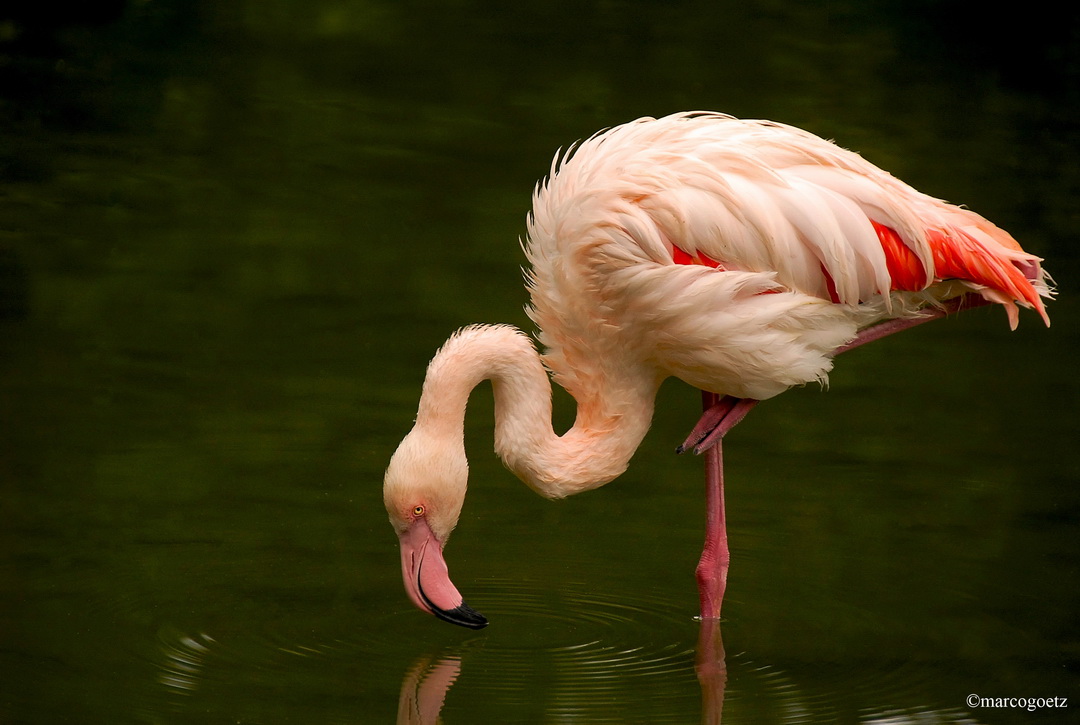 ROSA FLAMINGO