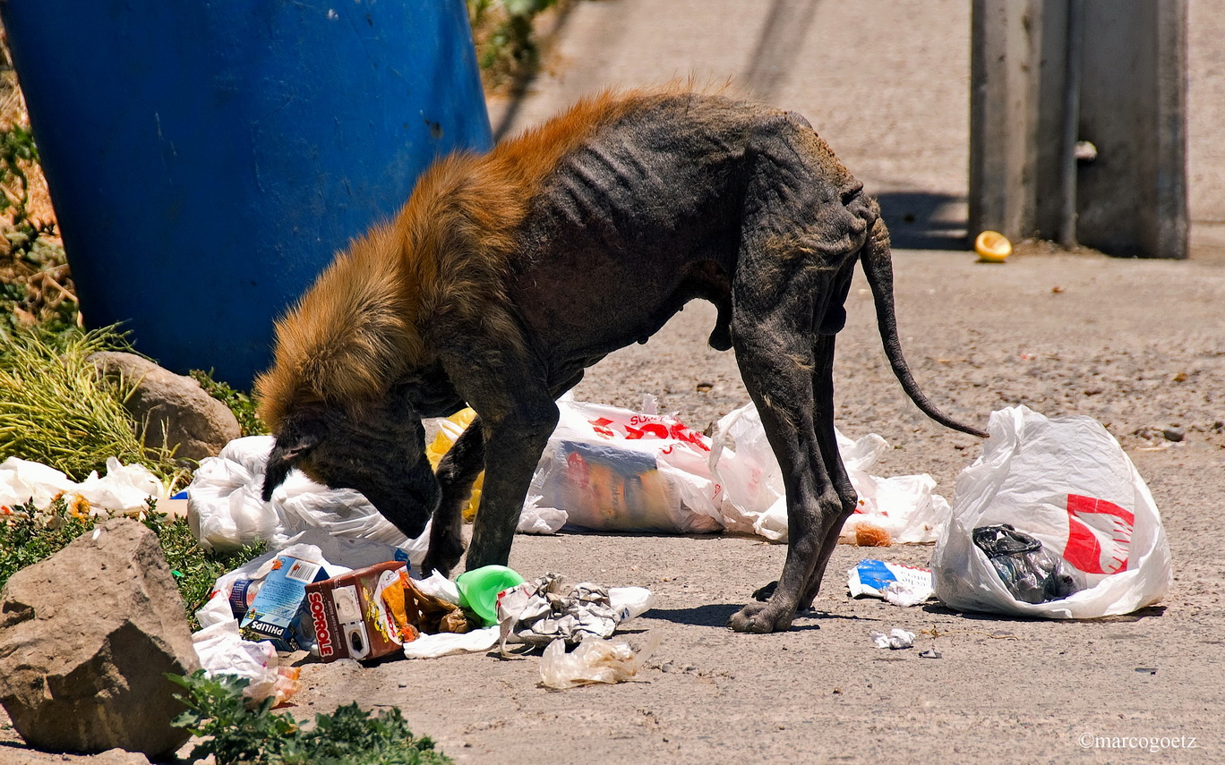 STRASSENHUND COQUIMBO CHILE