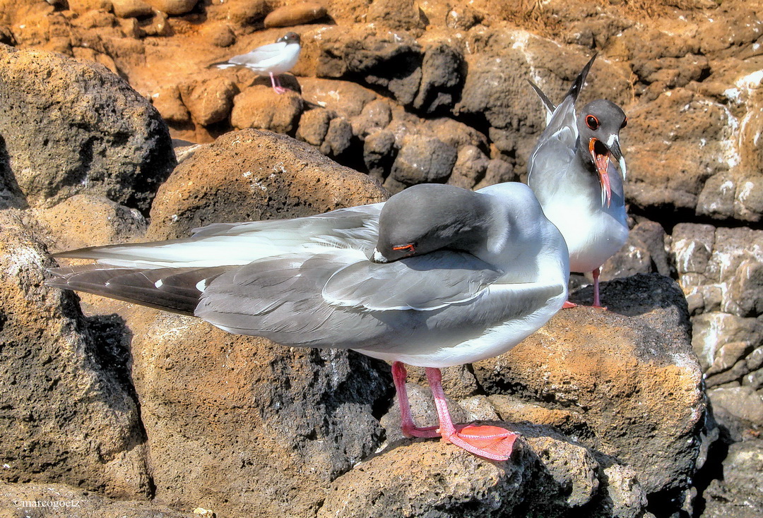 SWALLOW TAILLED GULL GALAPAGOS