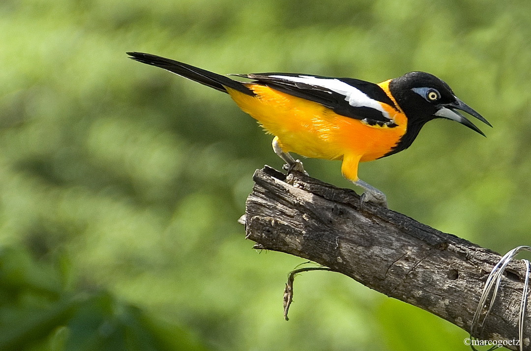 VOGEL BONAIRE NIEDERLAENDISCHE ANTILLEN